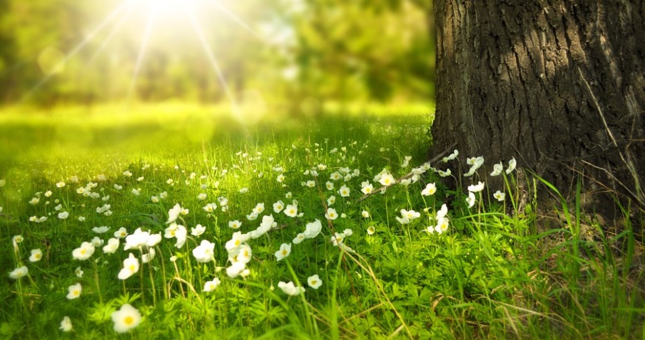 first tingles of spring first tingles of spring