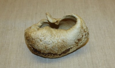 Whale bone image