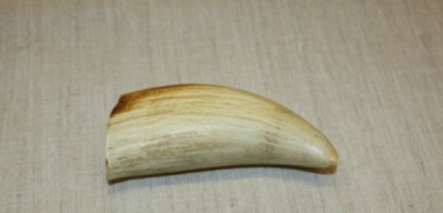 Whale tooth image