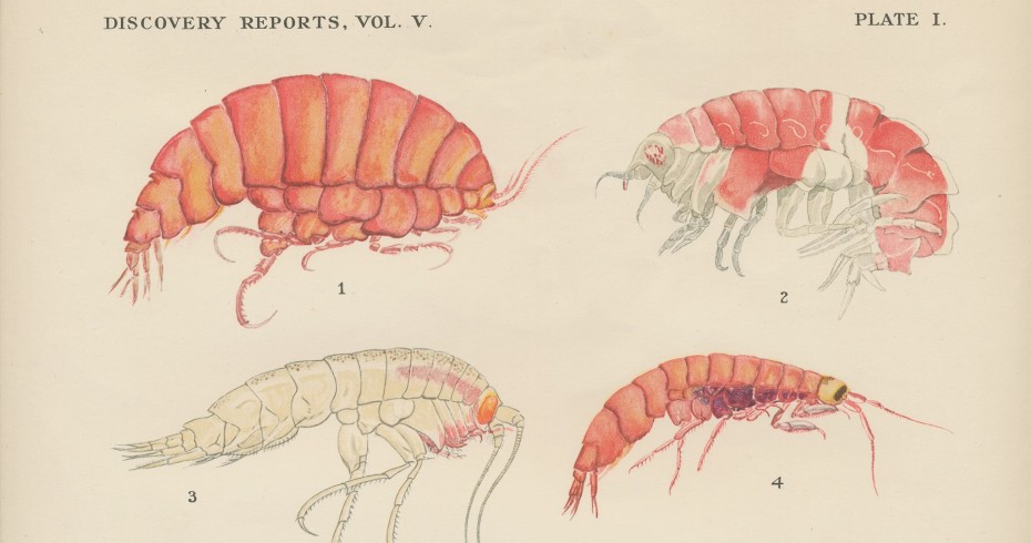 crustaceans from discovery reports