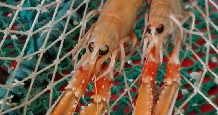 image of prawns