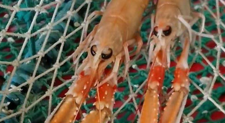 Which Fish Dish? image