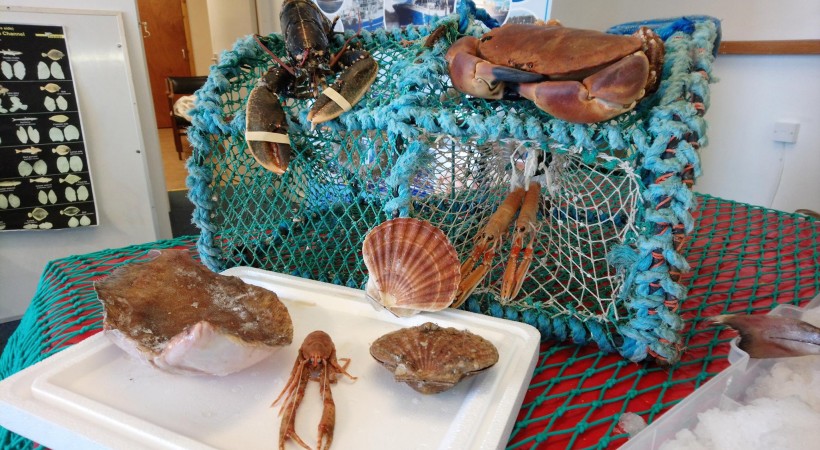 Coastal Creatures (ages 4-8) image