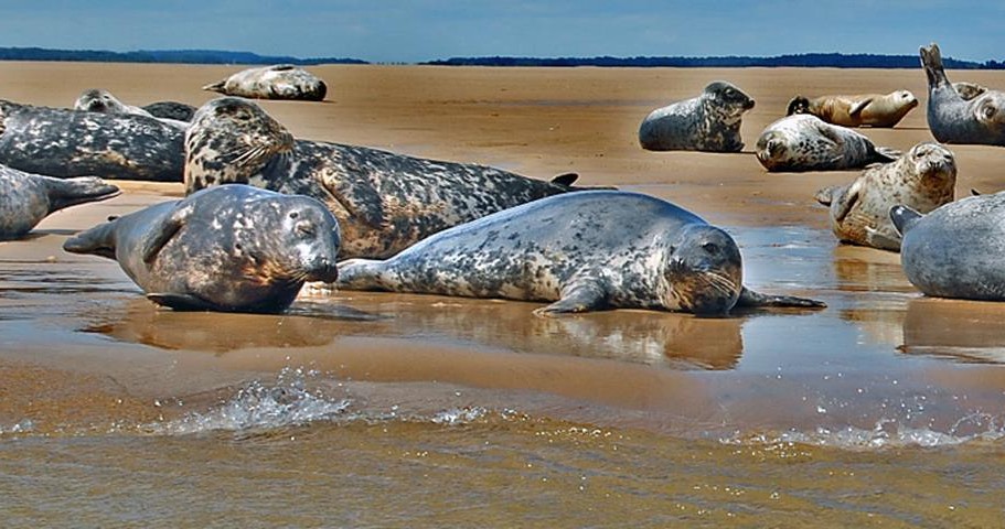 seals on beach