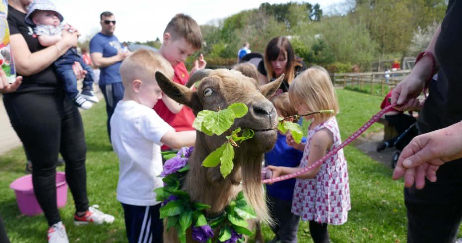 photo pf a goat eat a sprig, wearing a garland, with children in background photo pf a goat eat a sprig, wearing a garland, with children in background