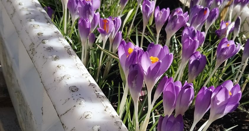 crocii growing in a fish box planter