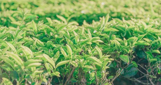 image to tea plants