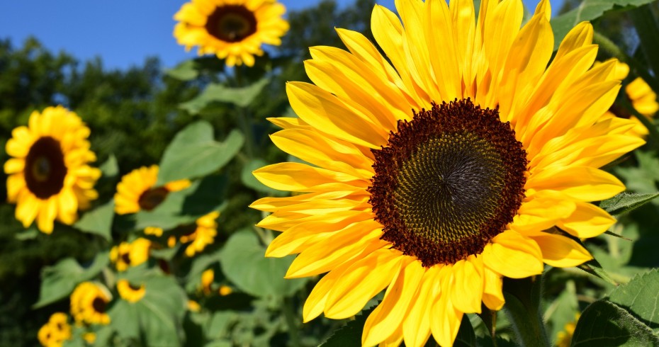 sunflowers with blue sky in background sunflowers with blue sky in background