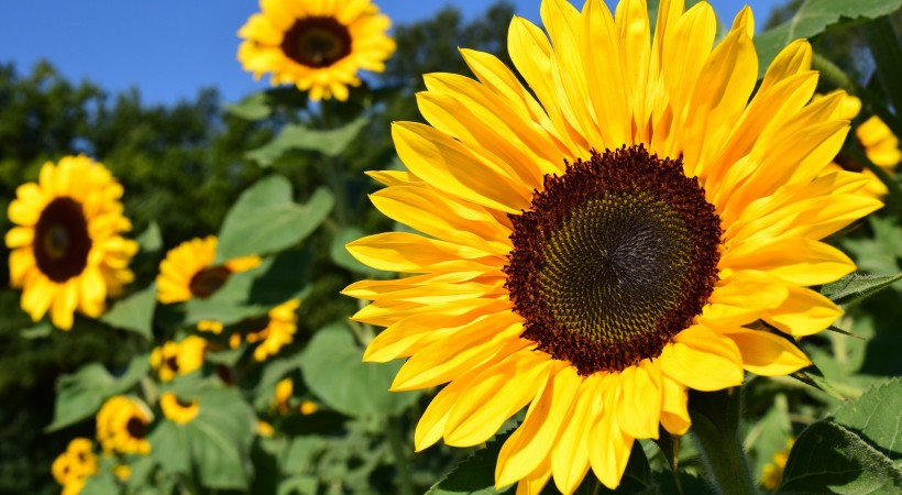 Sunflower Challenge Workshop image