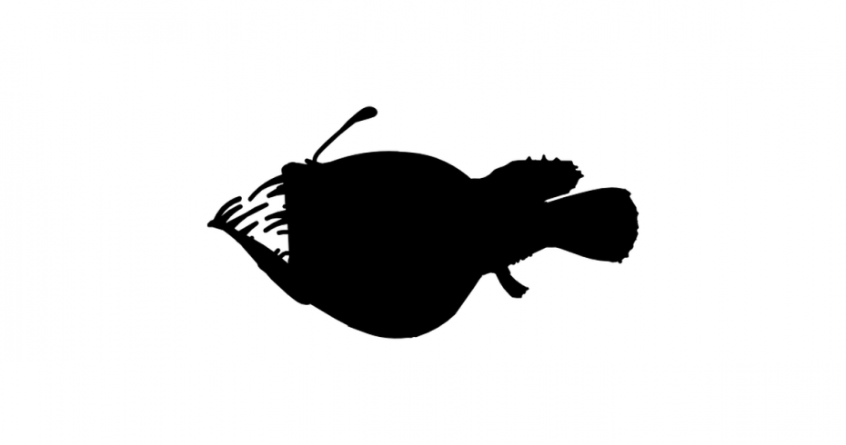 angler fish