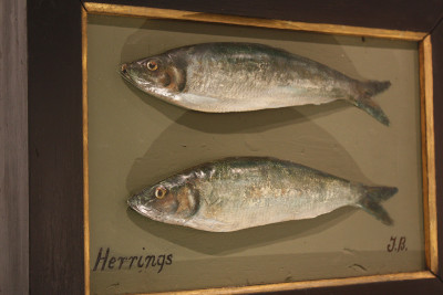 Fish cast of herrings image