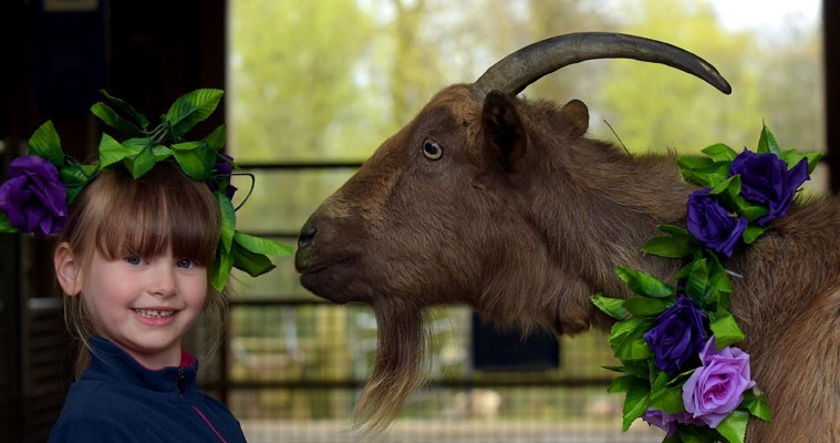 beltane almond valley goat and girl beltane almond valley goat and girl