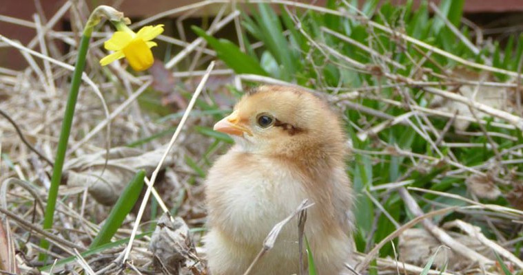 chick at daffodil at almond valley