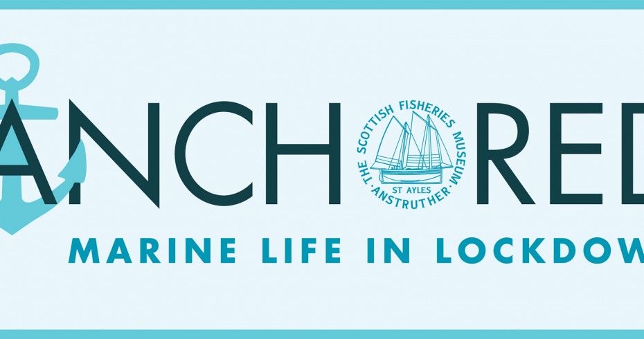 anchored project logo, marine life in lockdown